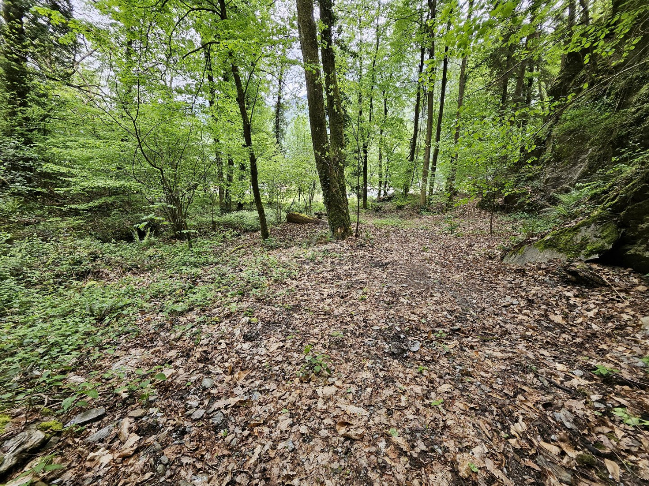 vente Terrain boisé – forêt Saint Paul Sur Isere - Photo 3