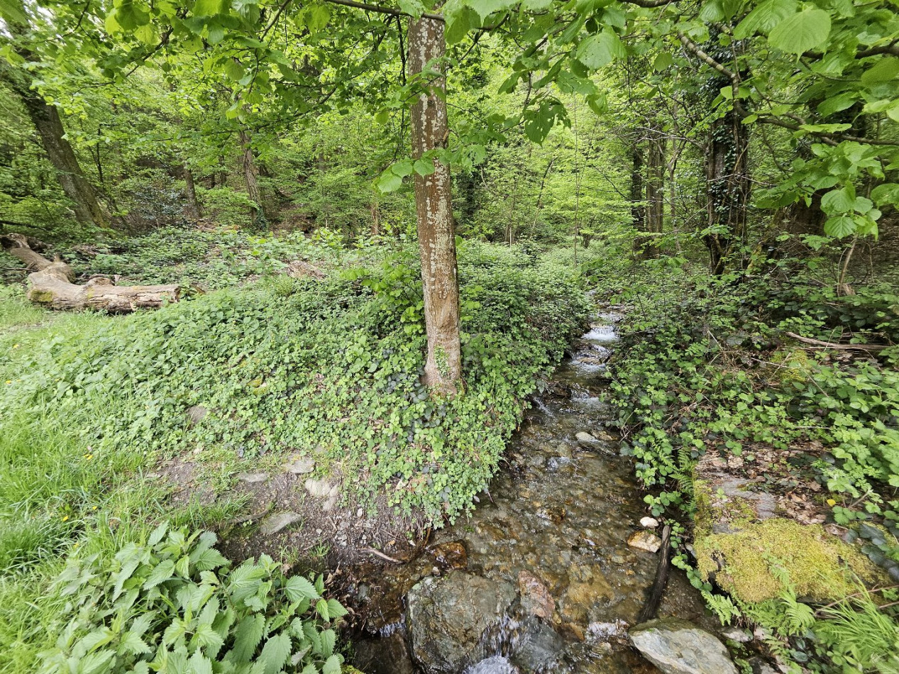 vente Terrain boisé – forêt Saint Paul Sur Isere - Photo 2