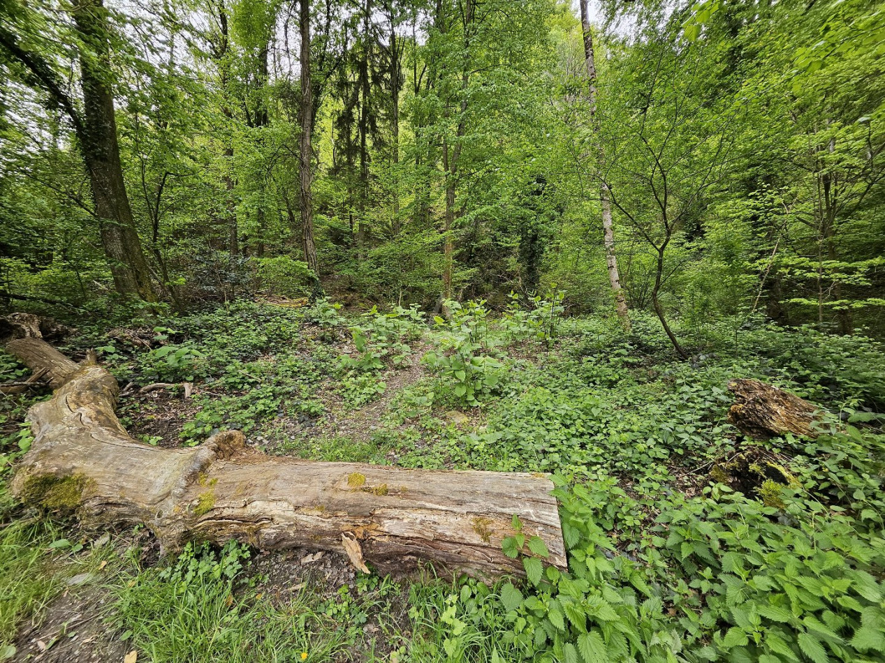 vente Terrain boisé – forêt Saint Paul Sur Isere - Photo 5