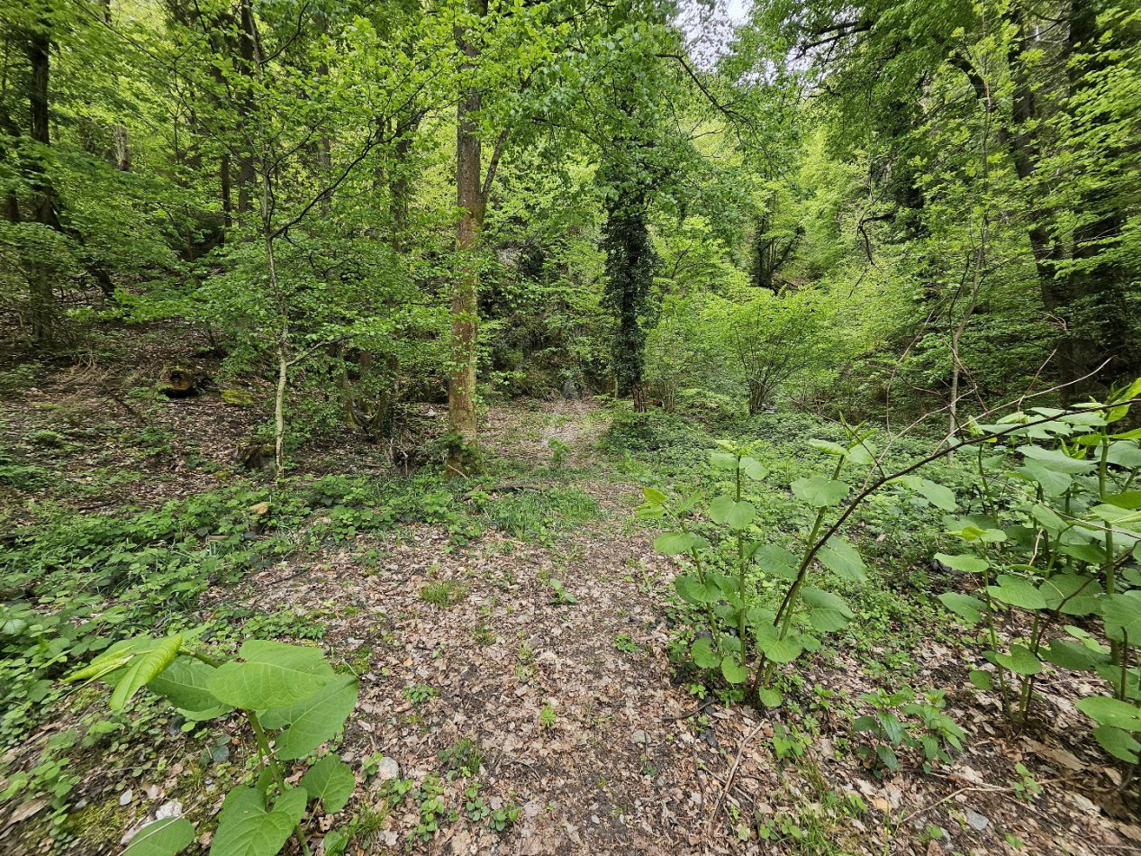 vente Terrain boisé – forêt Saint Paul Sur Isere - Photo 6