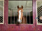 vente Haras / equestre Lisieux