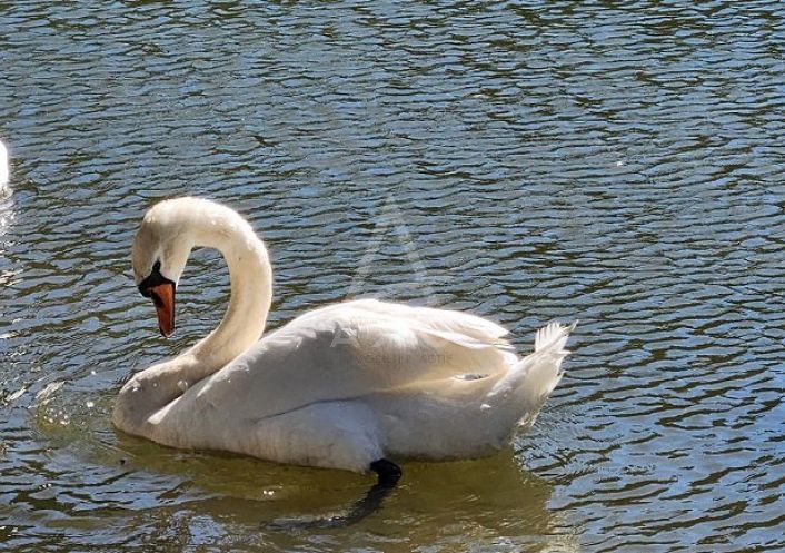 vente Maison Yffiniac