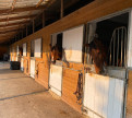 vente Haras / equestre Caen