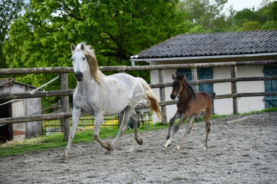 vente Haras / equestre Brou - Photo 1