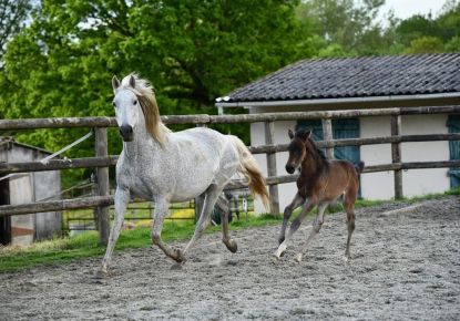 vente Haras / equestre Brou