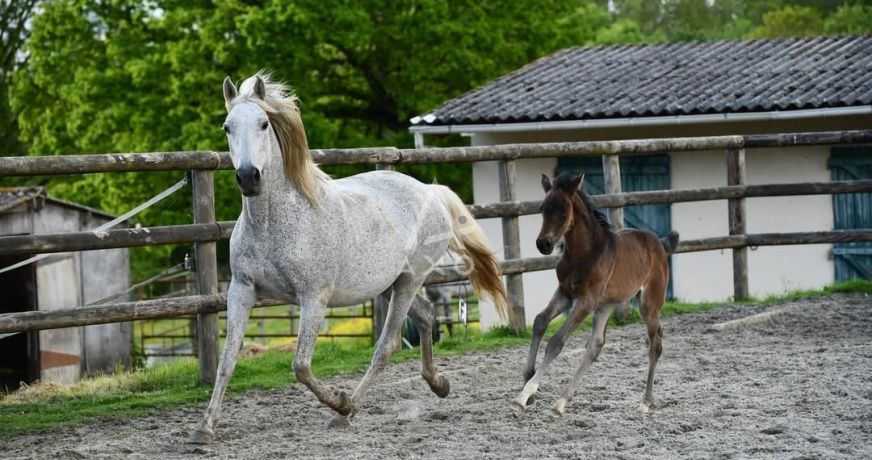vente Haras / equestre Brou