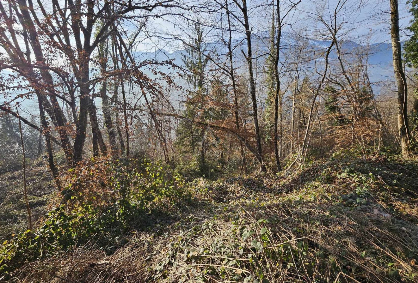 vente Terrain boisé – forêt Cesarches - Photo 1