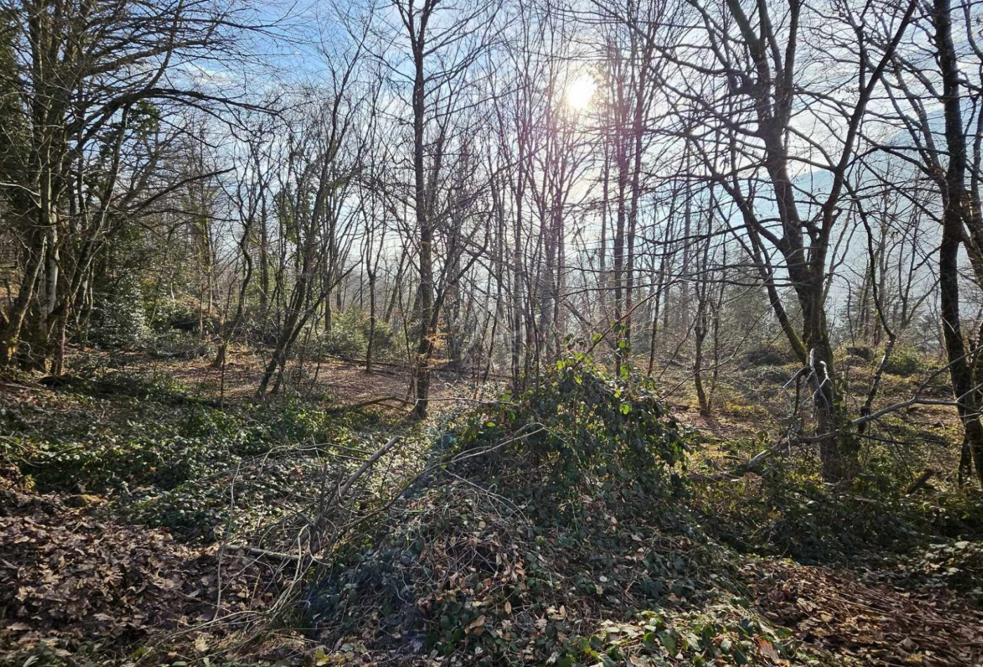 vente Terrain boisé – forêt Cesarches - Photo 4