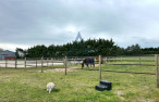 vente Haras / equestre Agon Coutainville