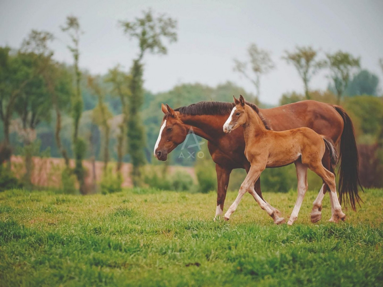 vente Haras / equestre Cabourg - Photo 1