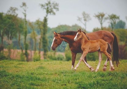 vente Haras / equestre Cabourg