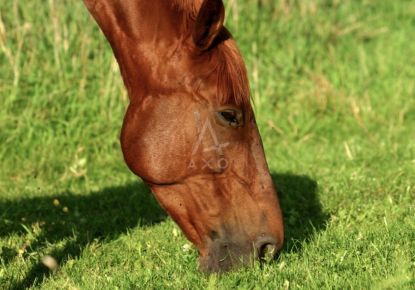 vente Haras / equestre Sees