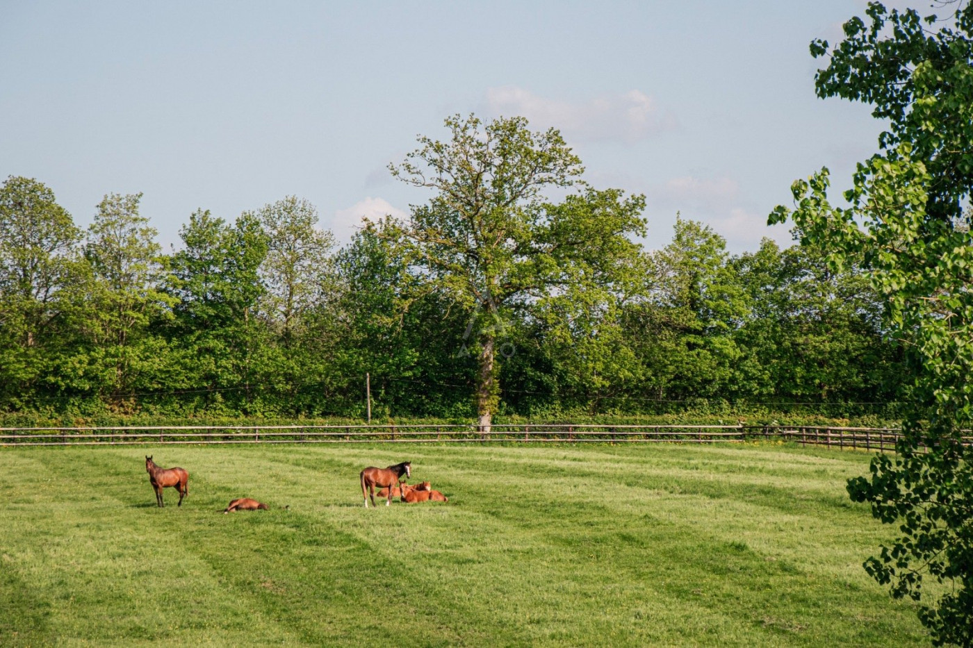 vente Haras / equestre La Ferte Mace - Photo 2