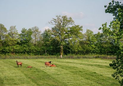 vente Haras / equestre La Ferte Mace