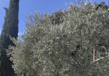 vente Terrain Castelnau Le Lez