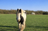 vente Haras / equestre Verneuil Sur Avre