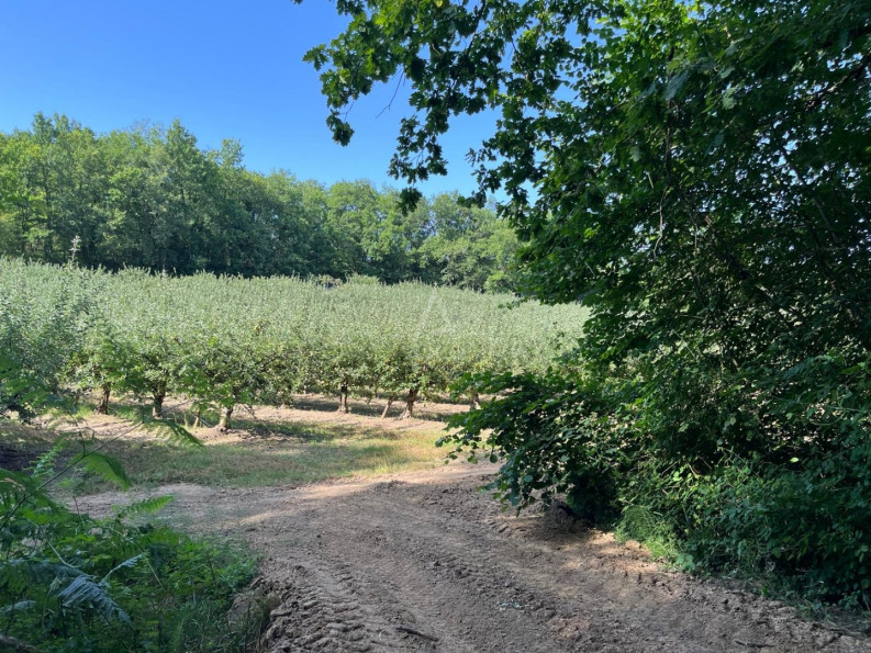 vente Maison et terrain Puycornet - Photo 10