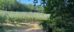 vente Maison et terrain Puycornet