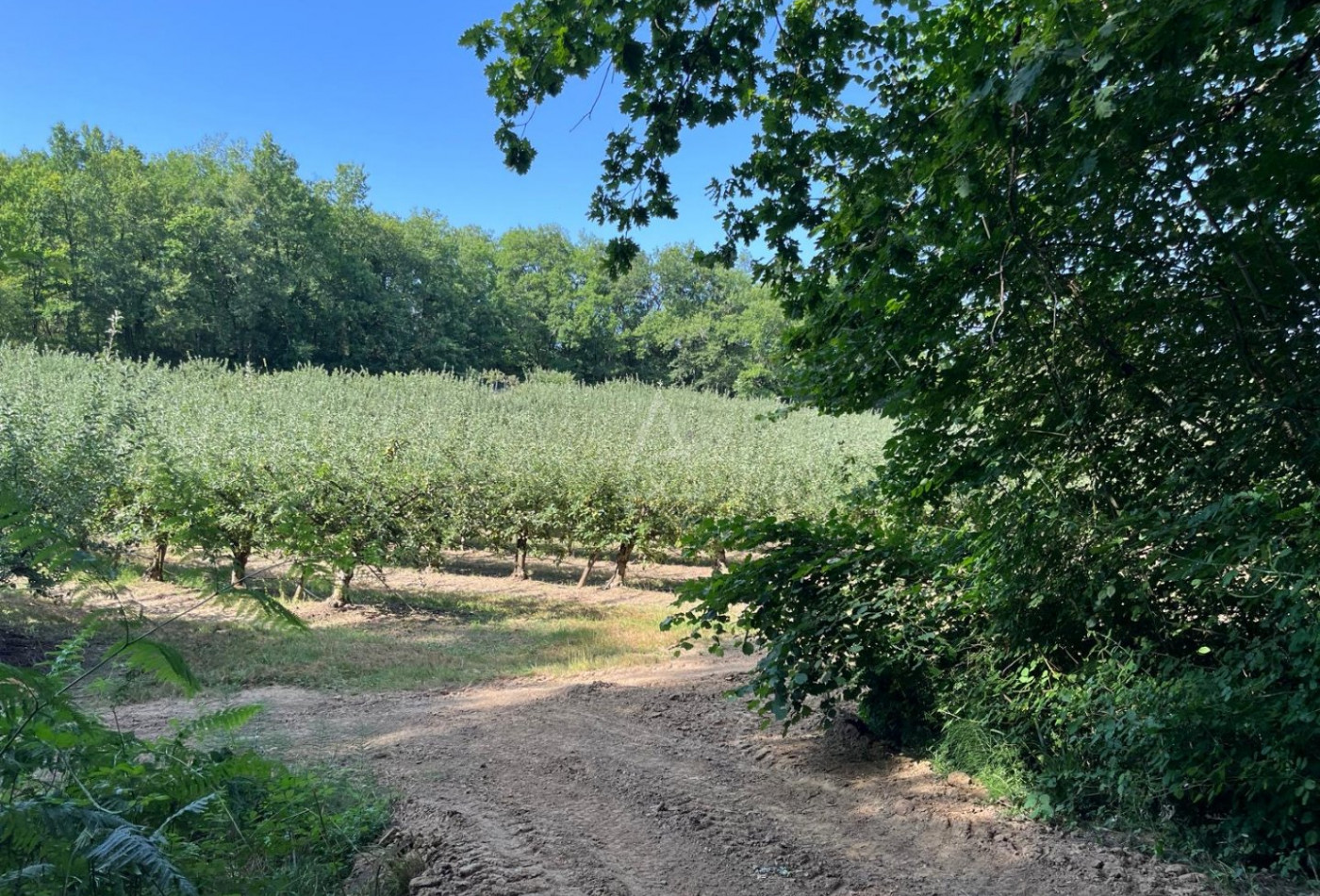 vente Maison et terrain Puycornet - Photo 10