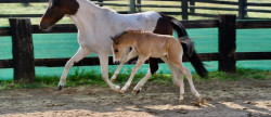 vente Haras / equestre Forges Les Eaux