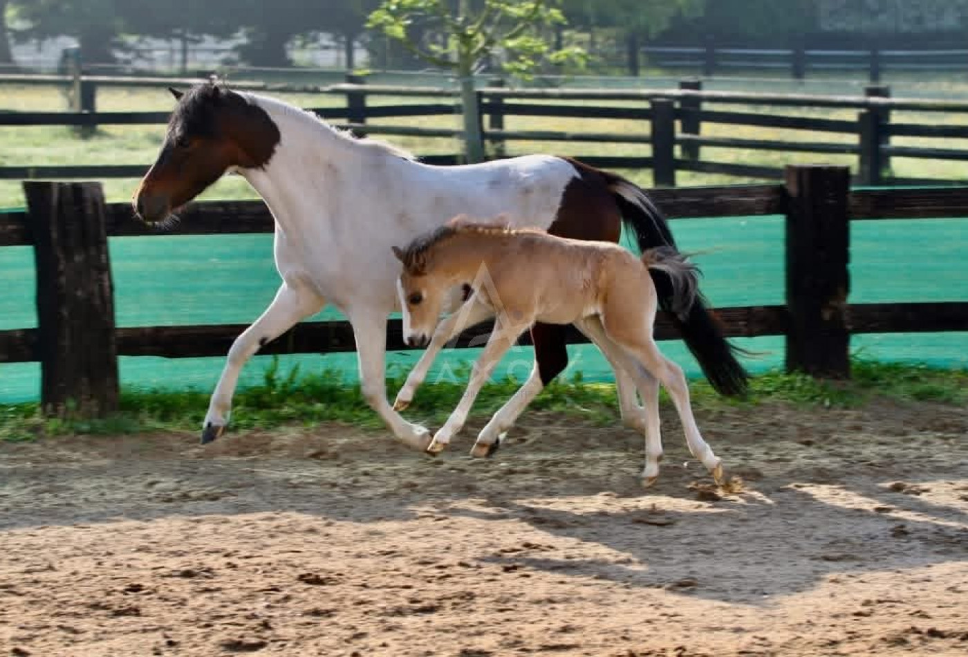 vente Haras / equestre Forges Les Eaux - Photo 3