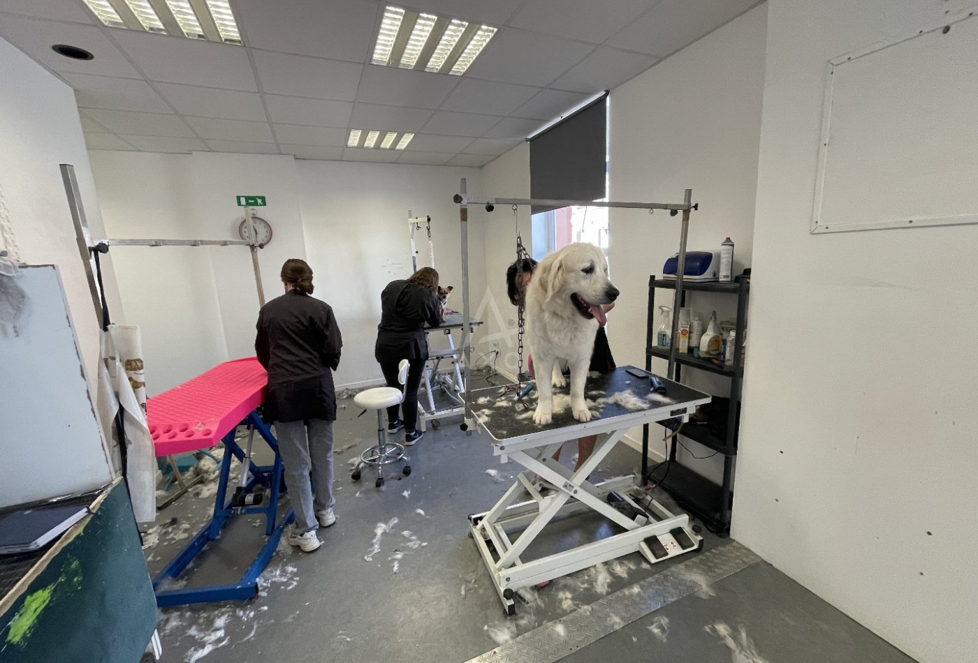 vente Toilettage Biache Saint Vaast - Photo 3