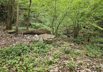 vente Terrain boisé – forêt Saint Paul Sur Isere