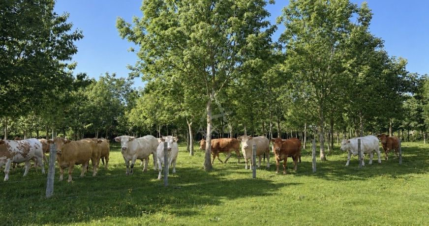 vente Haras / equestre Vimoutiers