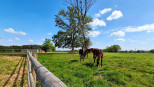 vente Haras / equestre Saint Mars Du Desert