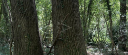 vente Terrain boisé – forêt Le Breuil En Auge