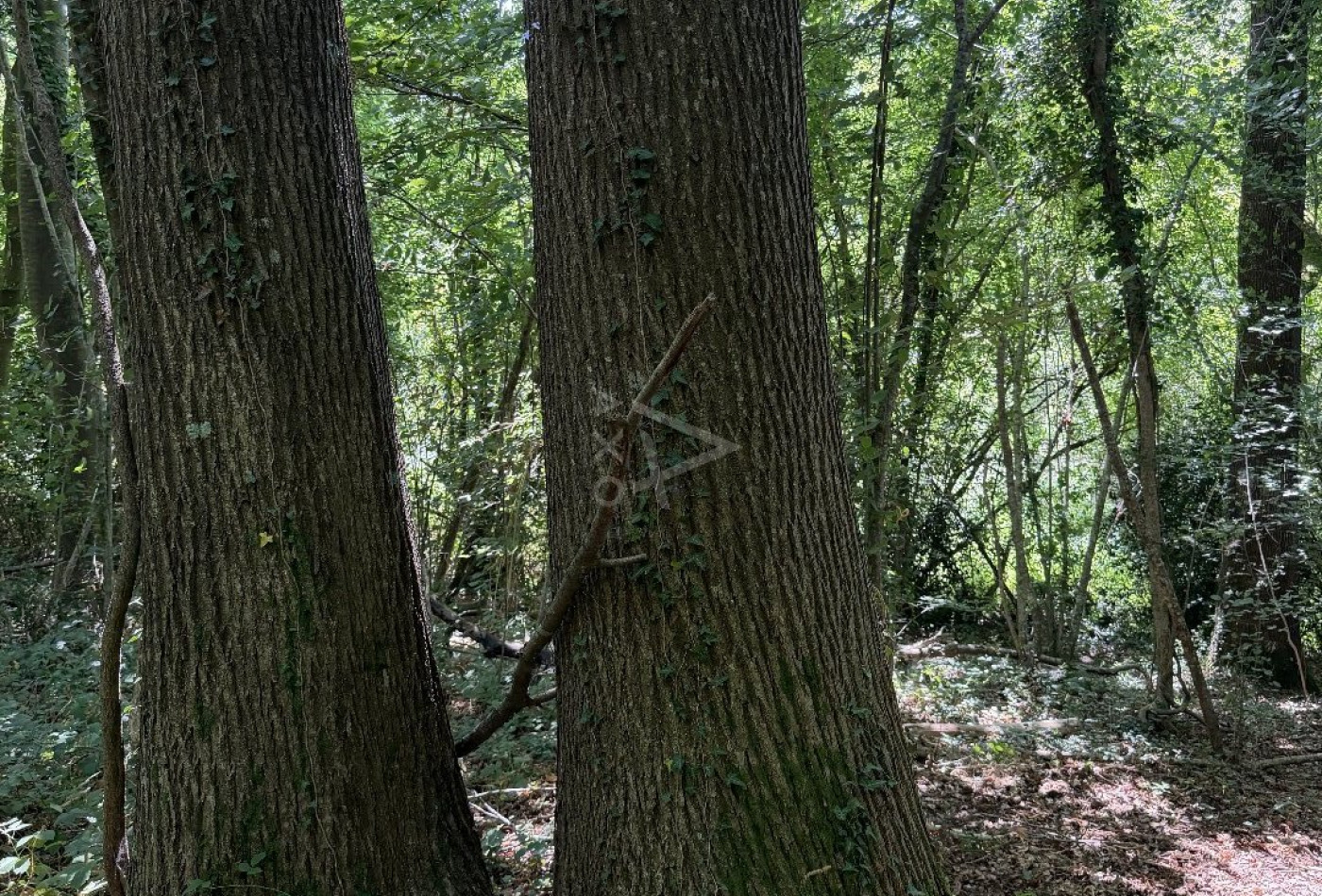 vente Terrain boisé – forêt Le Breuil En Auge - Photo 4