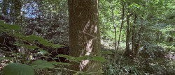 vente Terrain boisé – forêt Le Breuil En Auge