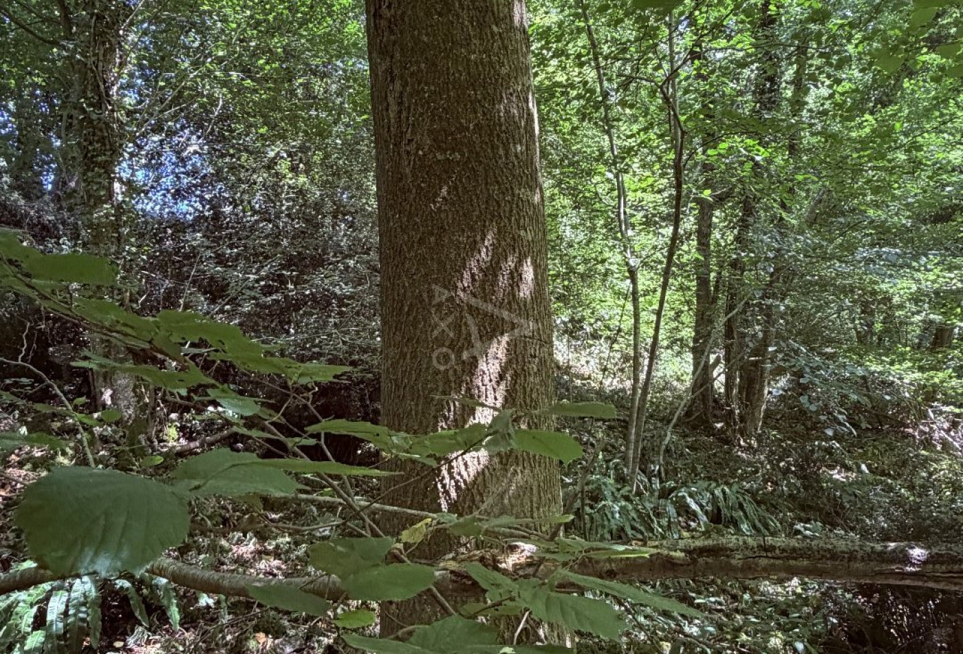 vente Terrain boisé – forêt Le Breuil En Auge - Photo 1