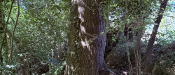 vente Terrain boisé – forêt Le Breuil En Auge
