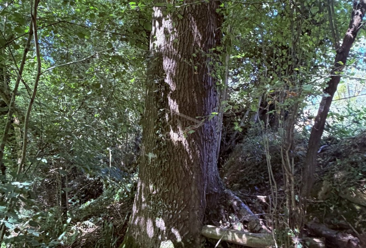 vente Terrain boisé – forêt Le Breuil En Auge - Photo 2