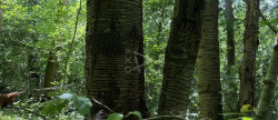 vente Terrain boisé – forêt Le Breuil En Auge