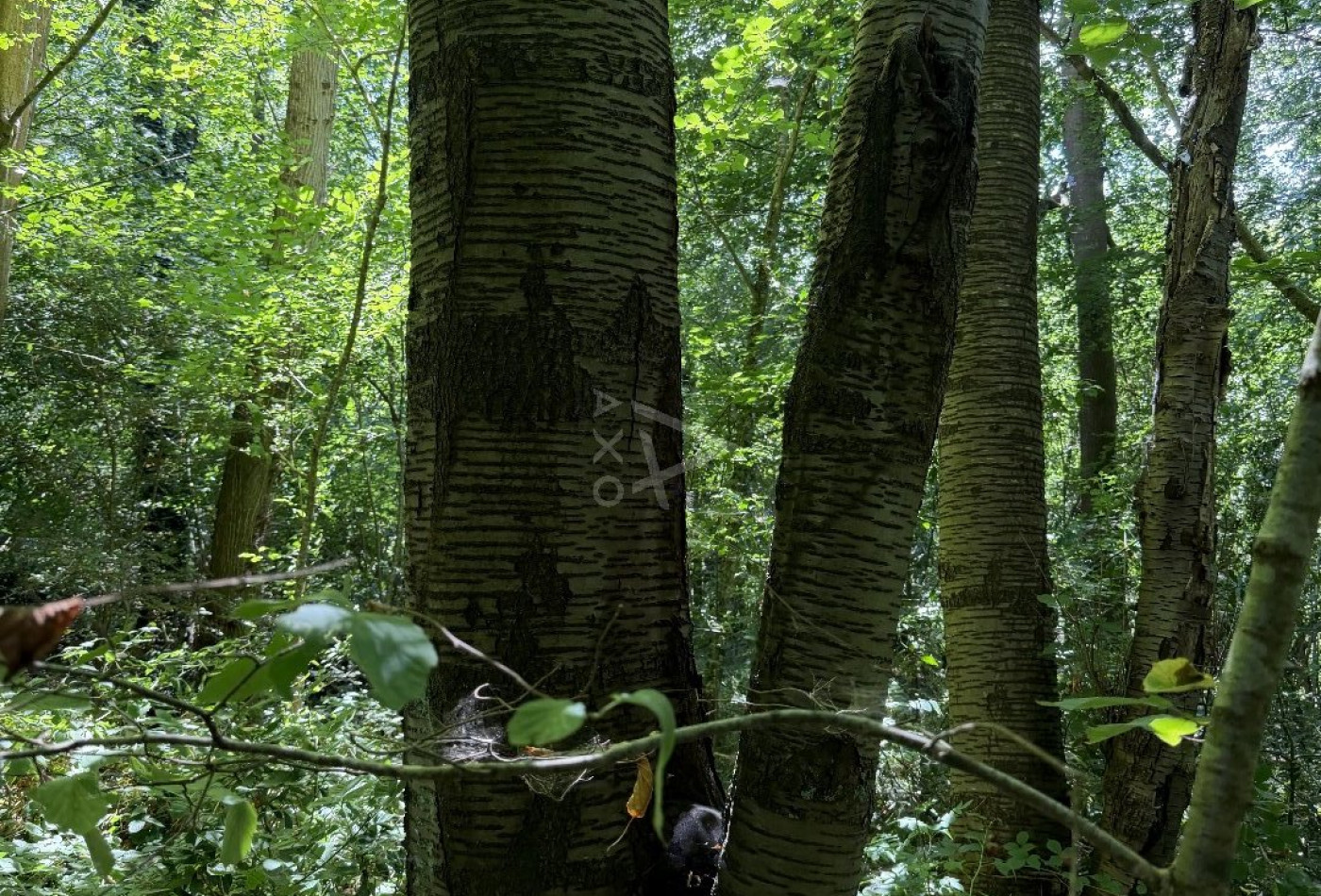 vente Terrain boisé – forêt Le Breuil En Auge - Photo 3
