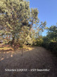 vente Terrain constructible Saint-genies-bellevue