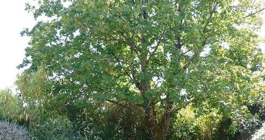 vente Maison bourgeoise Mayet