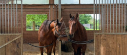 vente Haras / equestre Saint Aignan
