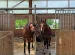 vente Haras / equestre Saint Aignan