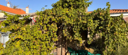 vente Maison individuelle Bouaye
