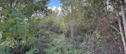 vente Terrain boisé – forêt Morannes
