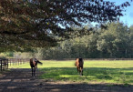 vente Haras / equestre Durtal