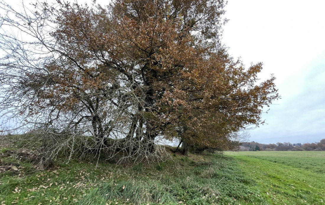 vente Terrain constructible Saint Yrieix La Perche - Photo 7