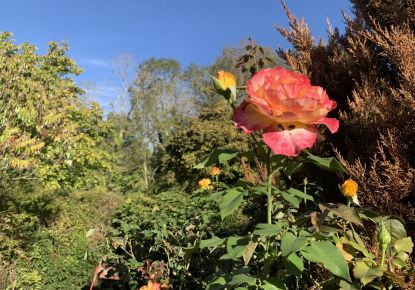 vente Maison Breuillet