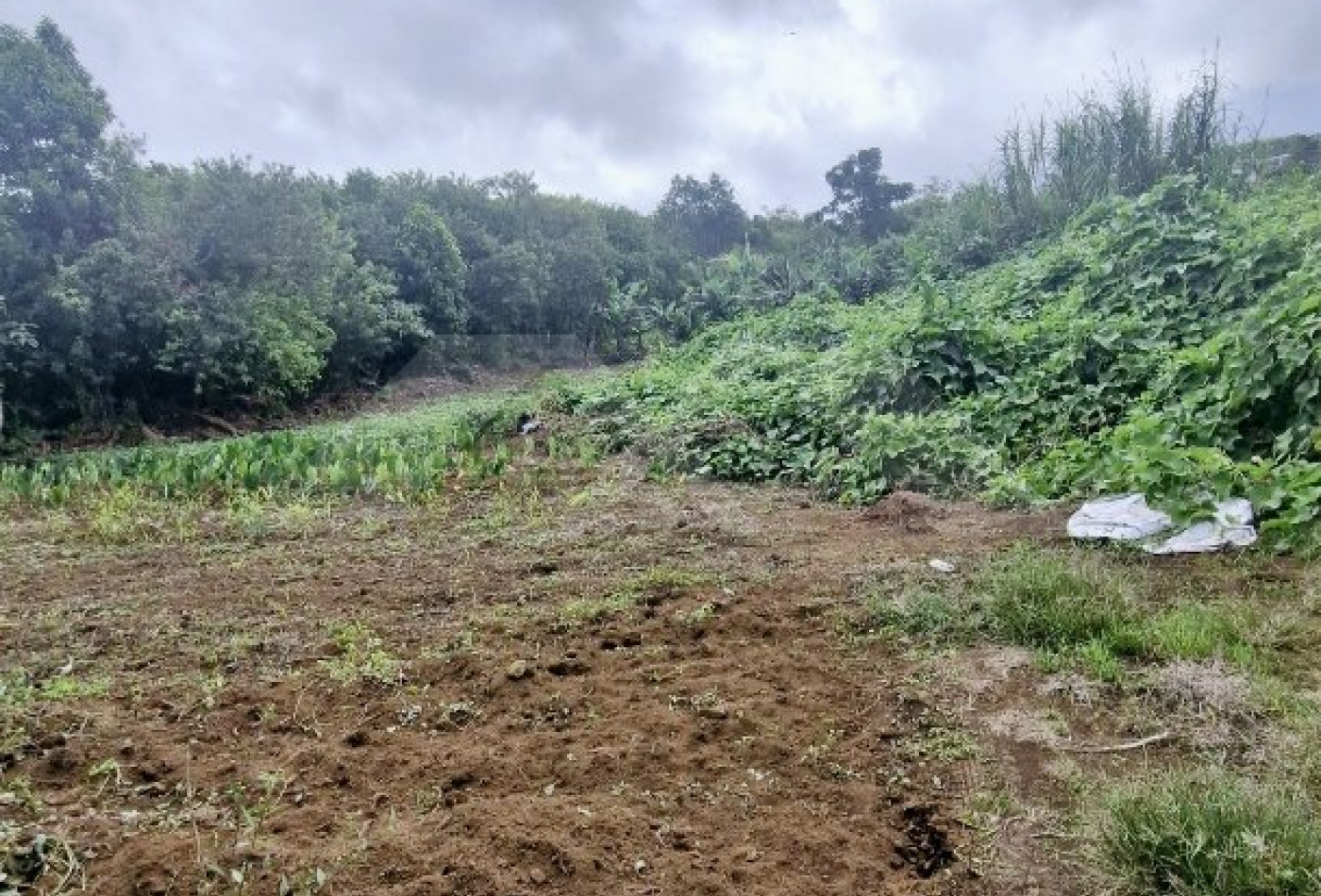 vente Terrain Petite Ile - Photo 2