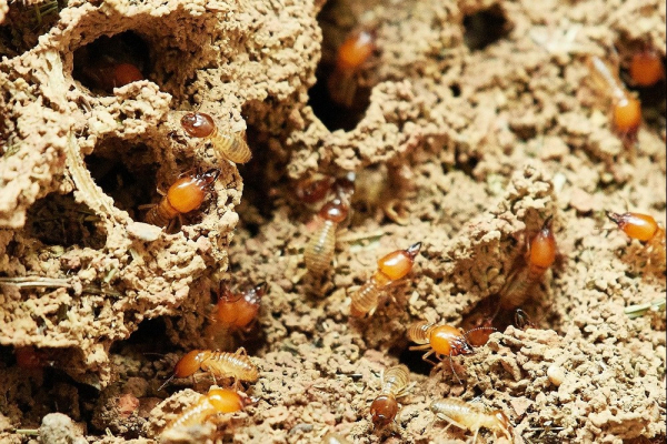 Lutte contre les termites et autres insectes xylophages en indre-et-loire Déclic immo