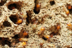 Lutte contre les termites et autres insectes xylophages en indre-et-loire Dclic immo 17