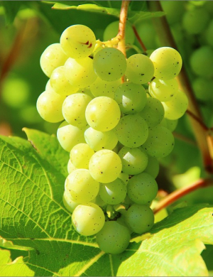 Les domaines viticoles français, un investissement rentable Agence galerie casanova